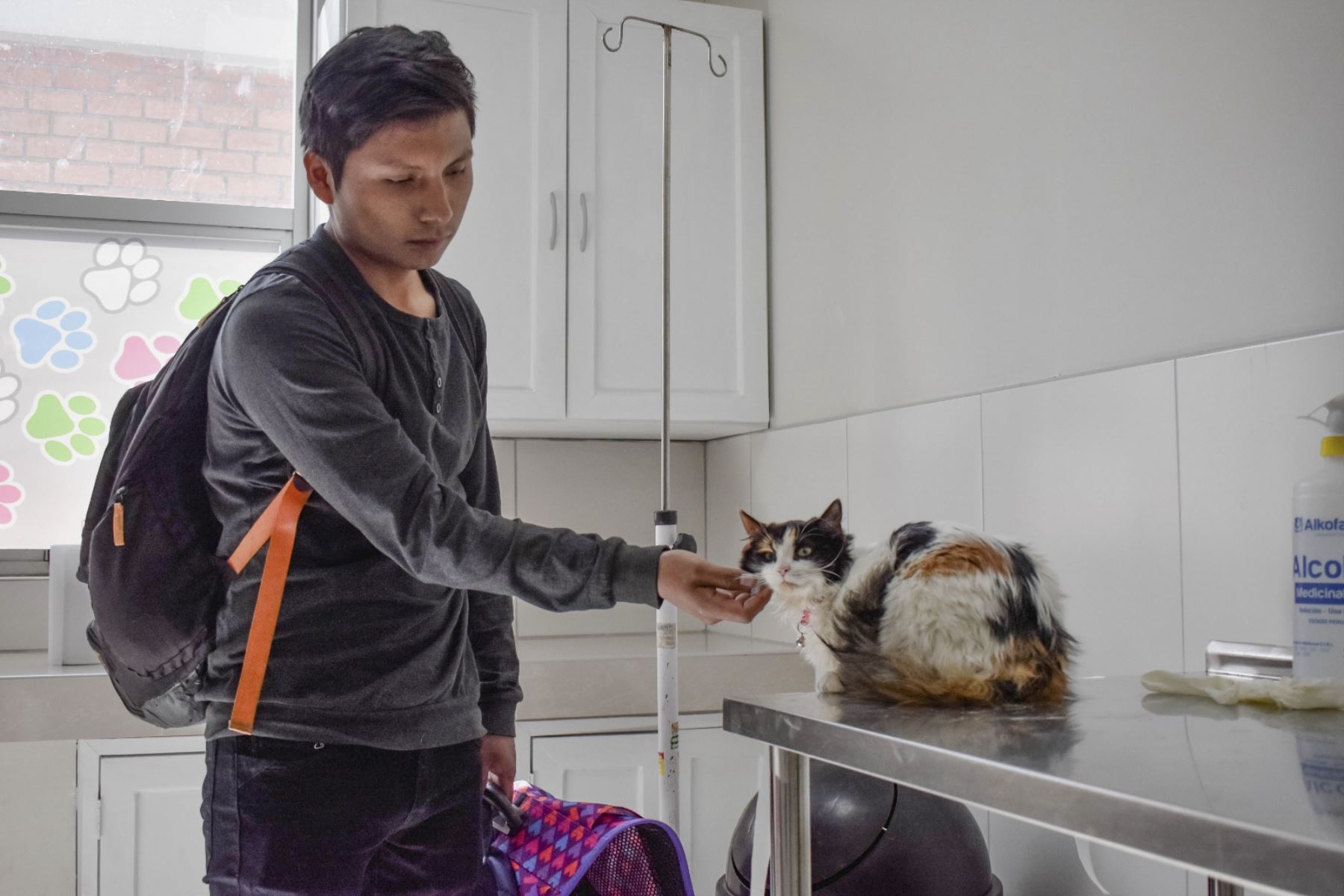 La Municipalidad Provincial de Huancayo proyecta ejecutar doce campañas gratuitas de esterilización de gatos y perros durante el año. Foto: ANDINA/Difusión