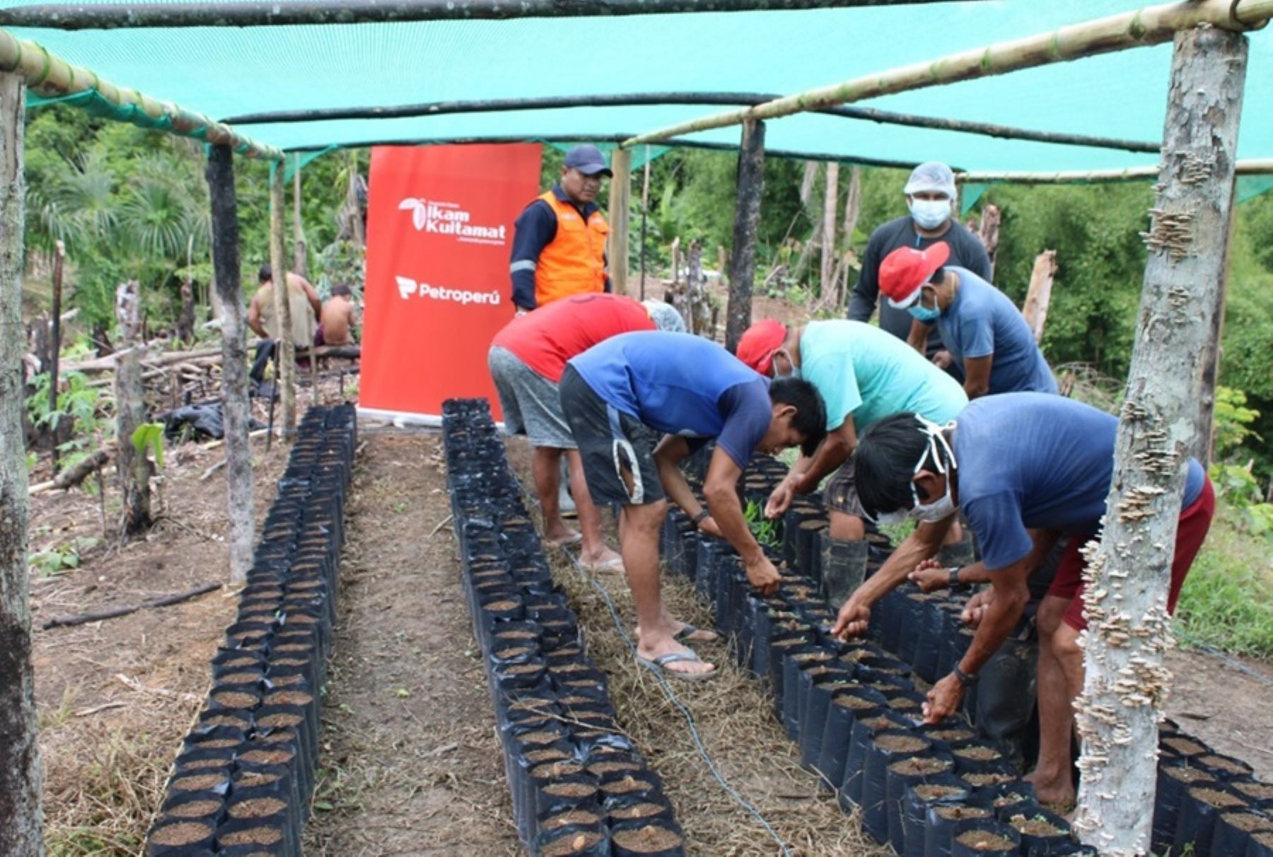 El proyecto productivo Ikam Kiutamat, que significa “conservemos nuestros bosques” es una de las iniciativas más representativas que Petroperú lleva a cabo en beneficio de las comunidades cercanas al Oleoducto Norperuano, pues busca que la población mejore su calidad de vida con el cultivo y comercialización del cacao