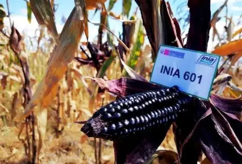 El equipo técnico de la Universidad Nacional Autónoma de Chota, en alianza estratégica con el Instituto Nacional de Innovación Agraria y la Universidad Nacional de Jaén, se unieron para enriquecer las propiedades nutracéuticas del maíz morado INIA 601, variedad descubierta hace cuatro años.