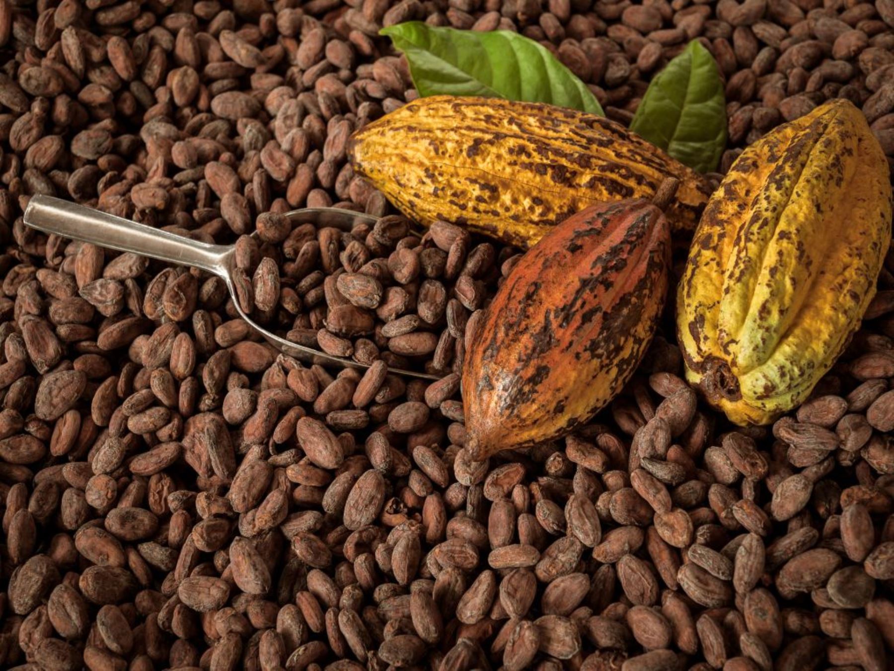 Una investigación científica francesa confirma que uno de los centros de origen del cacao se ubicó en la Amazonía peruana hace 5,000 años. ANDINA/Difusión