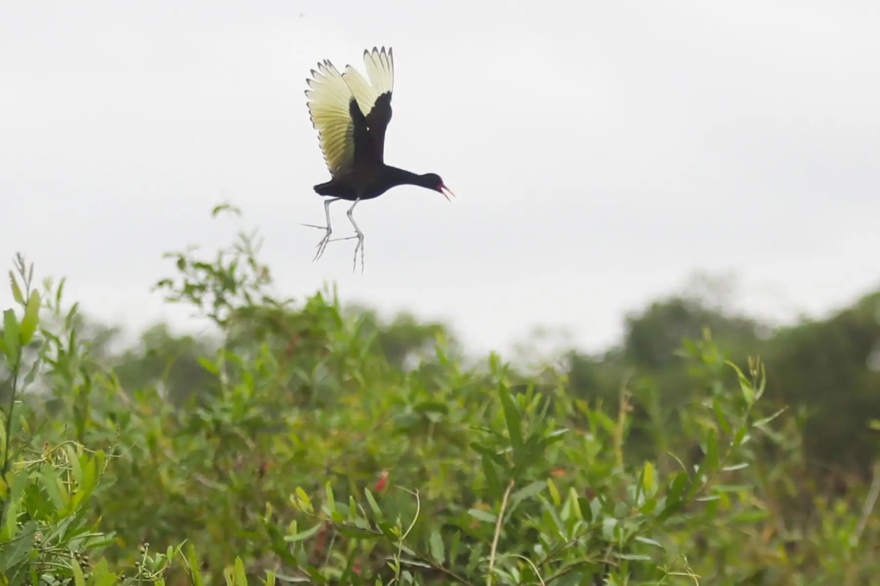 En el distrito Manantay en medio del río Ucayali se encuentra la reserva de la asociación Prebiocha, que se encarga de preservar la vida silvestre, salvando a distintos primates de la casería ilegal, como en el caso de "Sofia" una mona araña que perdió la visión del ojo derecho y un dedo y ahora vive libremente en esta reserva silvestre.
Foto: ANDINA/Ricardo Cuba