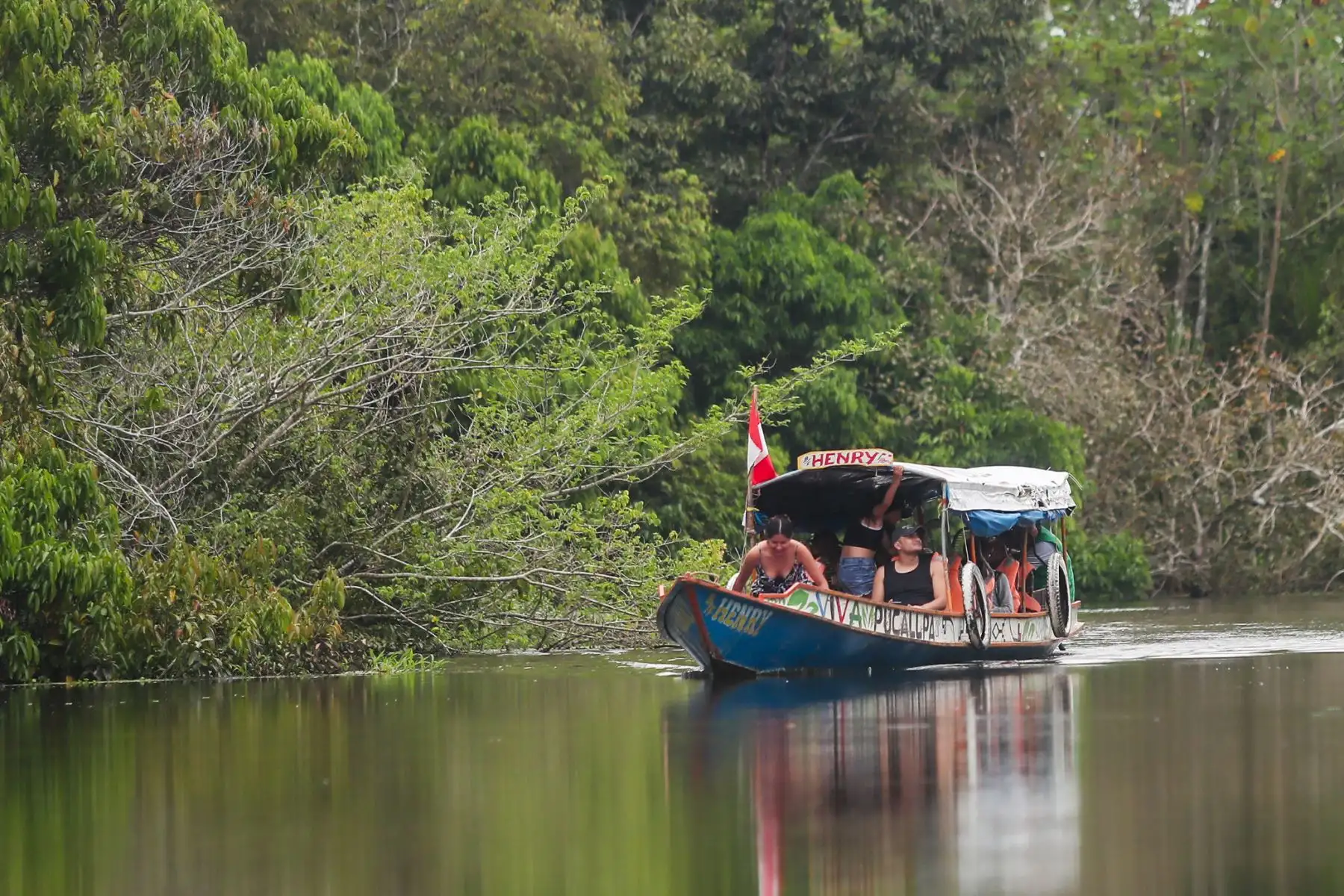En el distrito Manantay en medio del río Ucayali se encuentra la reserva de la asociación Prebiocha, que se encarga de preservar la vida silvestre, salvando a distintos primates de la casería ilegal, como en el caso de "Sofia" una mona araña que perdió la visión del ojo derecho y un dedo y ahora vive libremente en esta reserva silvestre.
Foto: ANDINA/Ricardo Cuba