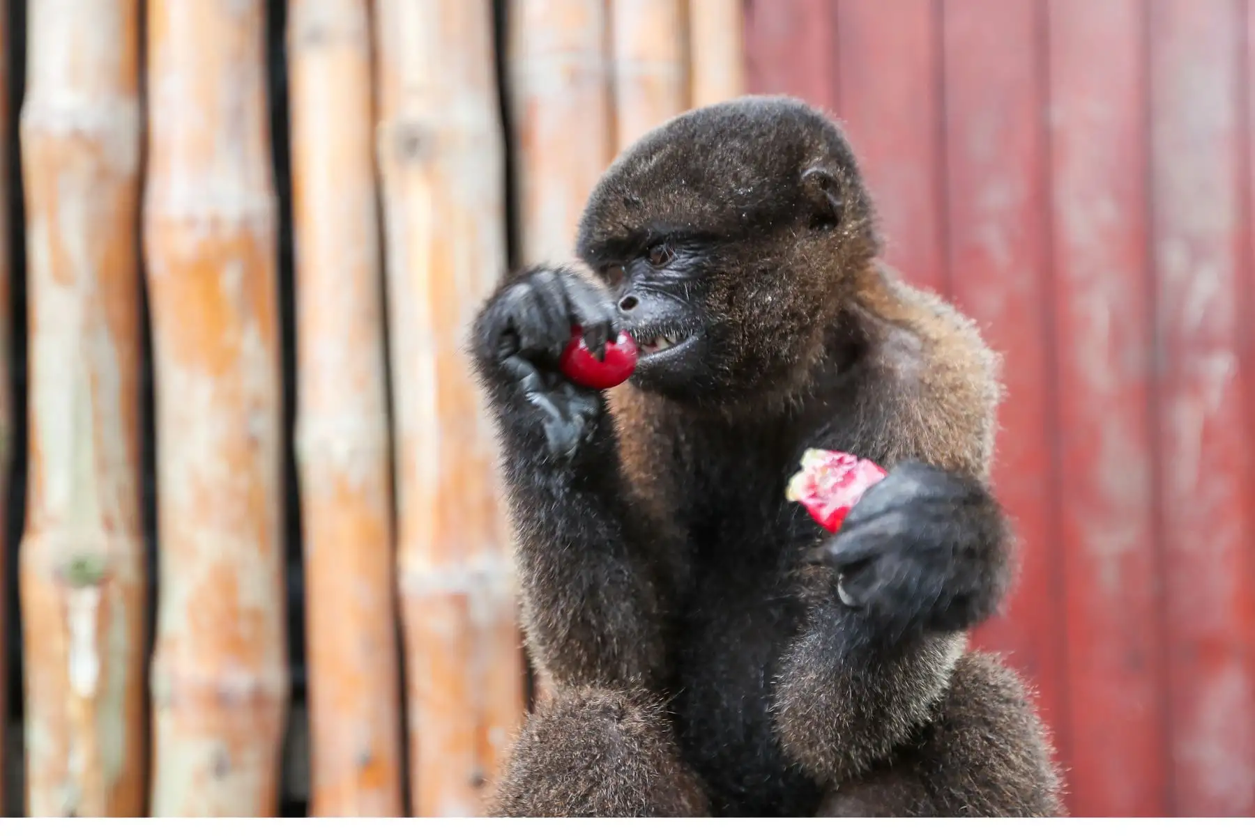En el distrito Manantay en medio del río Ucayali se encuentra la reserva de la asociación Prebiocha, que se encarga de preservar la vida silvestre, salvando a distintos primates de la casería ilegal, como en el caso de "Sofia" una mona araña que perdió la visión del ojo derecho y un dedo y ahora vive libremente en esta reserva silvestre.
Foto: ANDINA/Ricardo Cuba