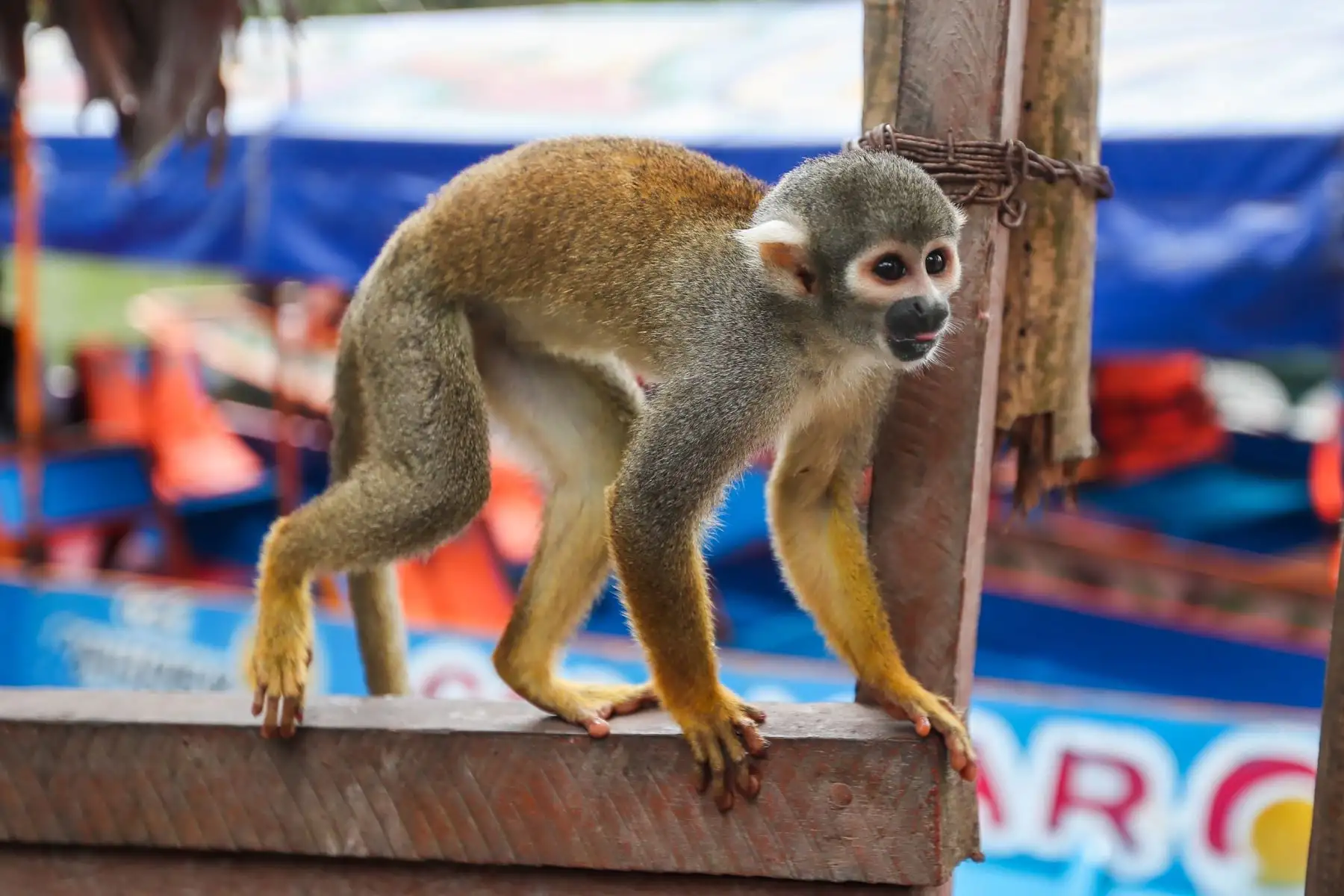 En el distrito Manantay en medio del río Ucayali se encuentra la reserva de la asociación Prebiocha, que se encarga de preservar la vida silvestre, salvando a distintos primates de la casería ilegal, como en el caso de "Sofia" una mona araña que perdió la visión del ojo derecho y un dedo y ahora vive libremente en esta reserva silvestre.
Foto: ANDINA/Ricardo Cuba