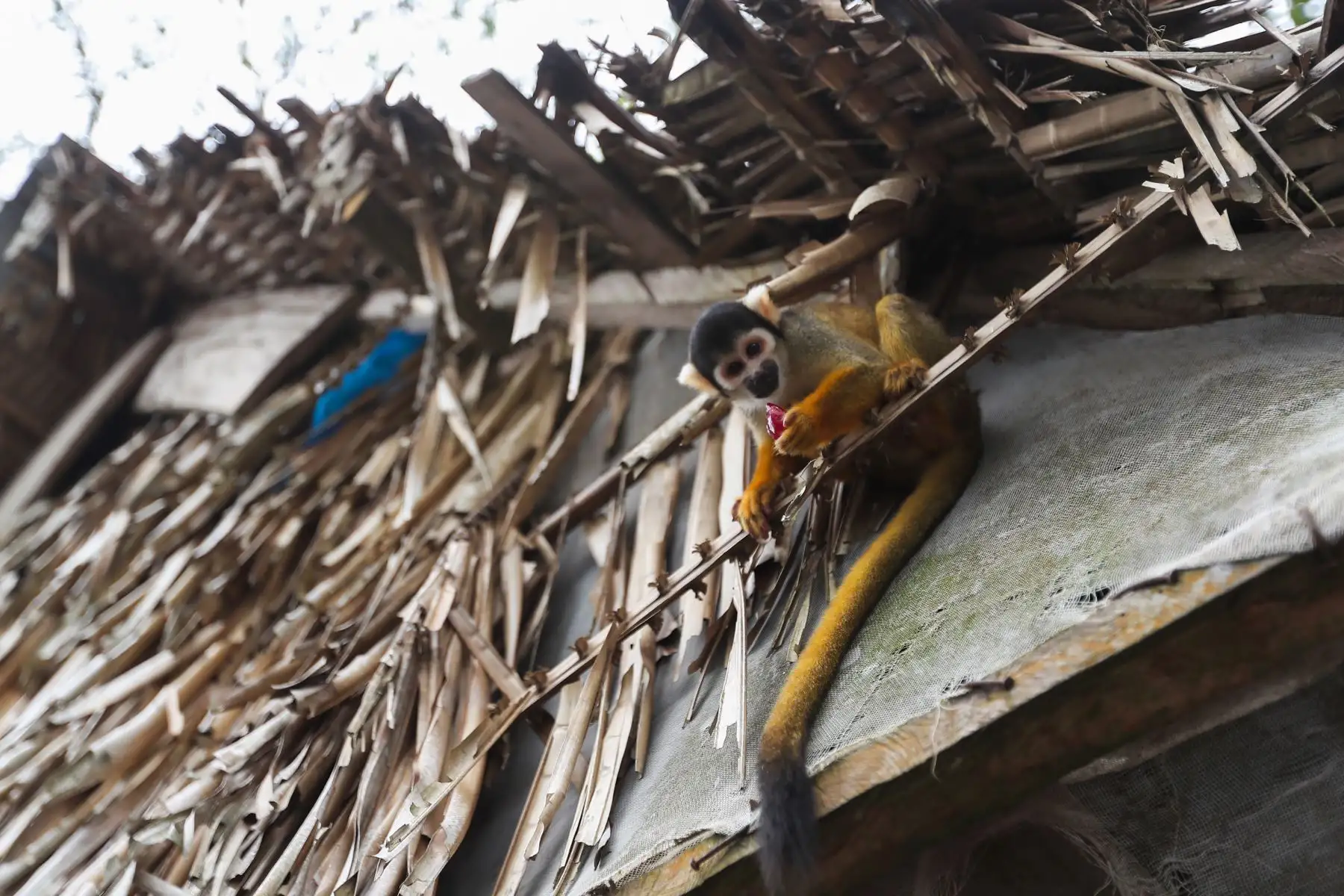 En el distrito Manantay en medio del río Ucayali se encuentra la reserva de la asociación Prebiocha, que se encarga de preservar la vida silvestre, salvando a distintos primates de la casería ilegal, como en el caso de "Sofia" una mona araña que perdió la visión del ojo derecho y un dedo y ahora vive libremente en esta reserva silvestre.
Foto: ANDINA/Ricardo Cuba