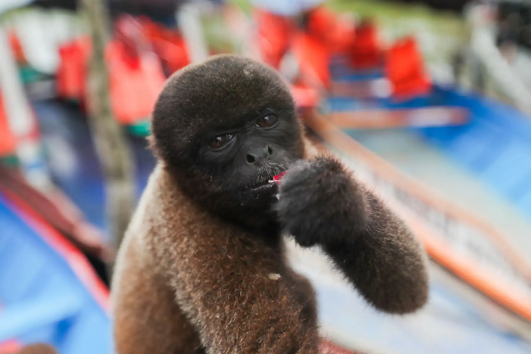 En el distrito Manantay en medio del río Ucayali se encuentra la reserva de la asociación Prebiocha, que se encarga de preservar la vida silvestre, salvando a distintos primates de la casería ilegal, como en el caso de "Sofia" una mona araña que perdió la visión del ojo derecho y un dedo y ahora vive libremente en esta reserva silvestre.
Foto: ANDINA/Ricardo Cuba