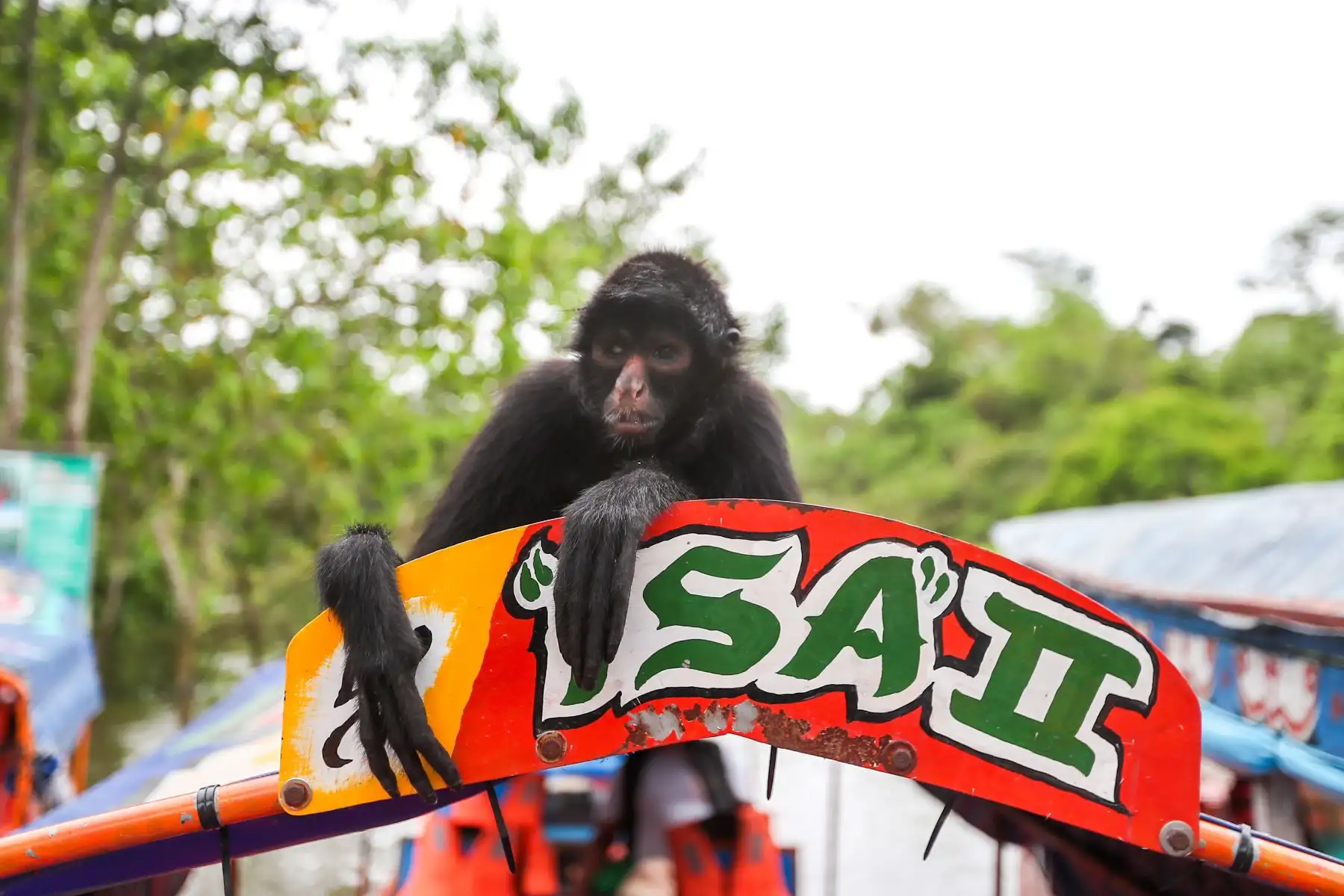 En el distrito Manantay en medio del río Ucayali se encuentra la reserva de la asociación Prebiocha, que se encarga de preservar la vida silvestre, salvando a distintos primates de la casería ilegal, como en el caso de "Sofia" una mona araña que perdió la visión del ojo derecho y un dedo y ahora vive libremente en esta reserva silvestre.
Foto: ANDINA/Ricardo Cuba
