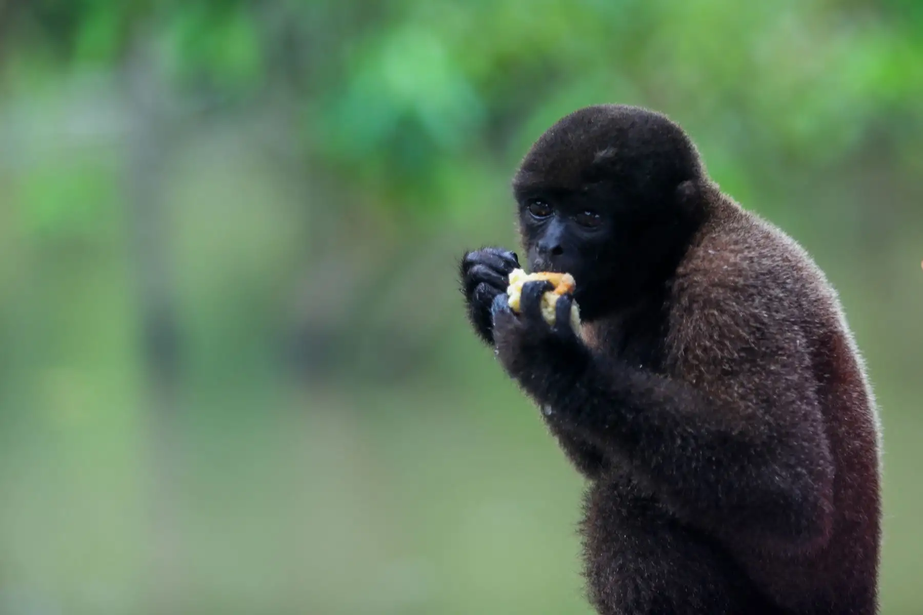En el distrito Manantay en medio del río Ucayali se encuentra la reserva de la asociación Prebiocha, que se encarga de preservar la vida silvestre, salvando a distintos primates de la casería ilegal, como en el caso de "Sofia" una mona araña que perdió la visión del ojo derecho y un dedo y ahora vive libremente en esta reserva silvestre.
Foto: ANDINA/Ricardo Cuba