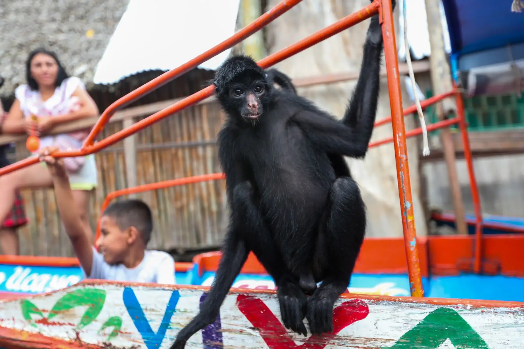 En el distrito Manantay en medio del río Ucayali se encuentra la reserva de la asociación Prebiocha, que se encarga de preservar la vida silvestre, salvando a distintos primates de la casería ilegal, como en el caso de "Sofia" una mona araña que perdió la visión del ojo derecho y un dedo y ahora vive libremente en esta reserva silvestre.
Foto: ANDINA/Ricardo Cuba