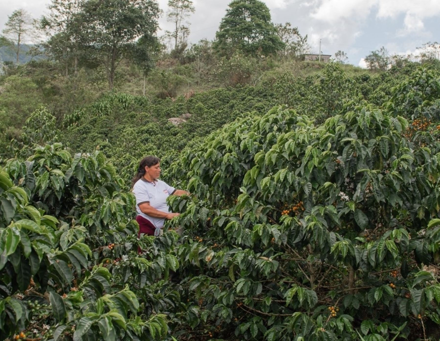 Cajamarca lidera iniciativas de café sostenible, cero deforestación y carbono neutro. ANDINA/Difusión
