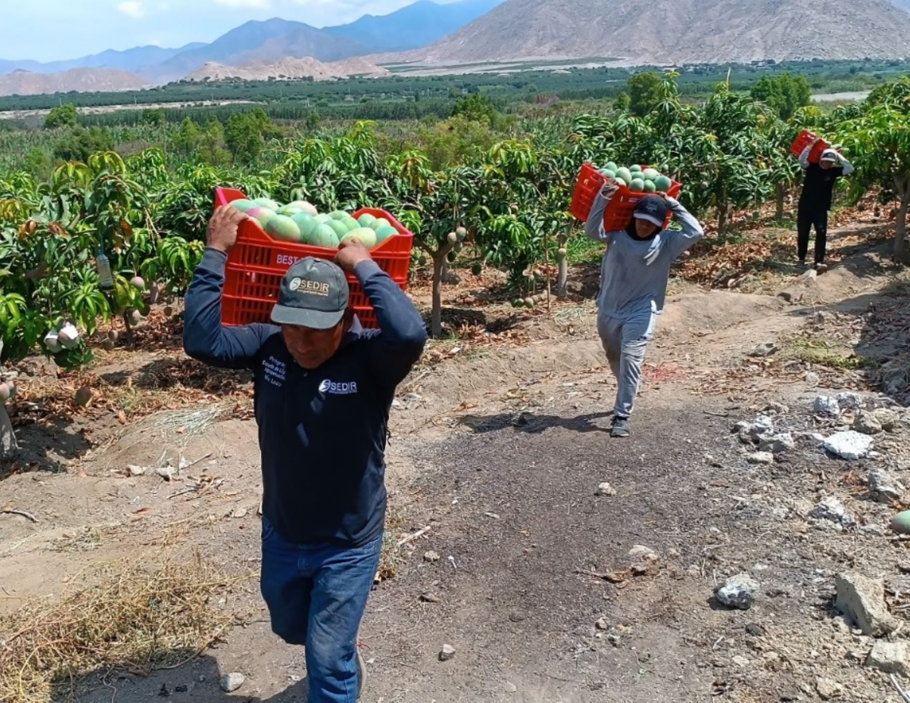 El precio del mango de exportación se incrementó en Áncash por la baja producción de este cotizado fruto debido a la ola de calor que afecta a la Costa peruana y que motivo el adelanto de la campaña. ANDINA/Difusión