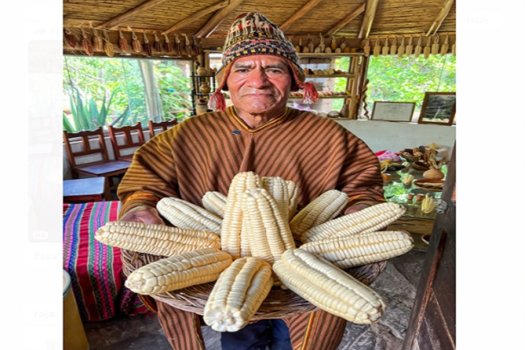 La variedad del maíz blanco cusqueño crece exclusivamente en las provincias de Calca y Urubamba, en el Valle Sagrado, y destaca por su calidad excepcional y exquisito sabor.