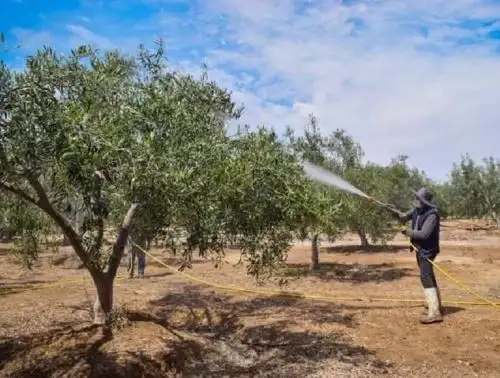 La ola de calor que afecta a varias regiones del país, mermó también la producción de olivo en Tacna, uno de los cultivos emblemáticos de esta región. ANDINA/Difusión