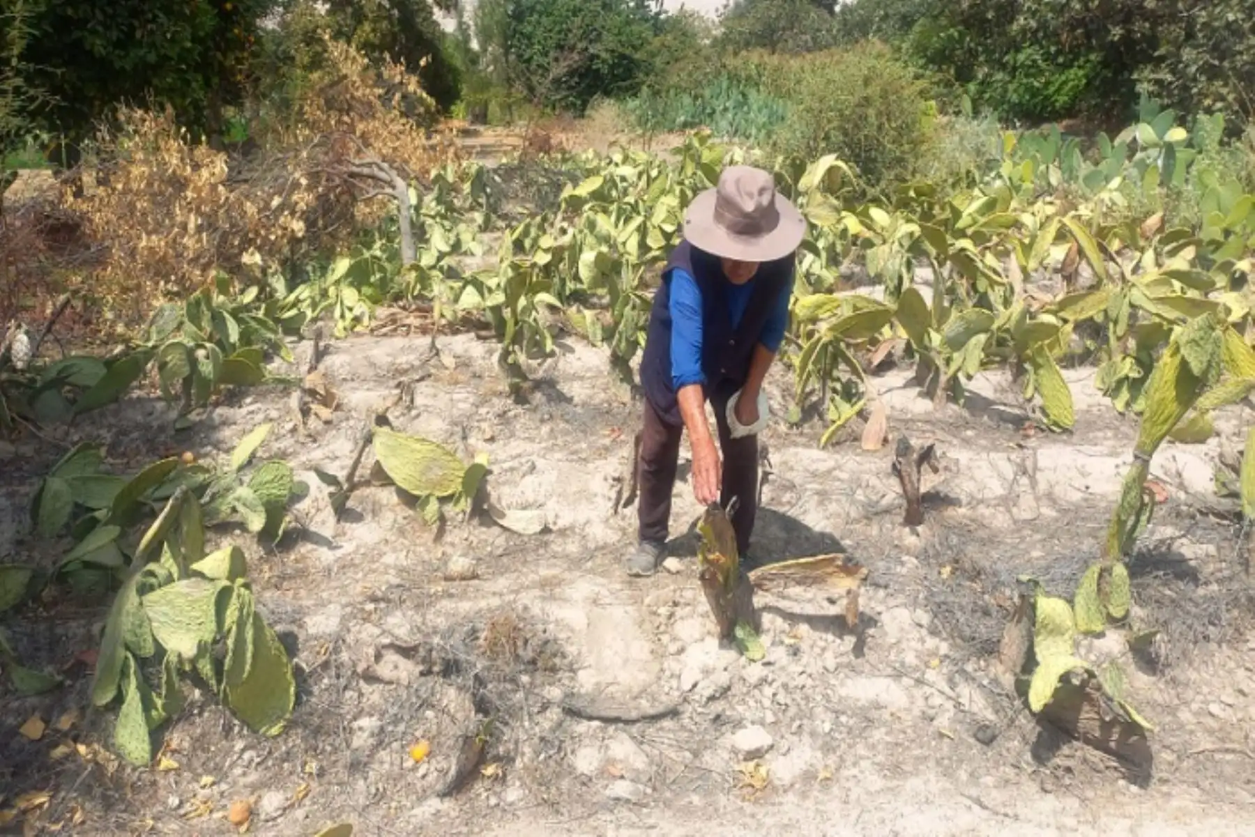 Para que los agricultores afectados por las precipitaciones pluviales accedan al seguro deben informar sobre la pérdida de terrenos agrícolas a la Agencia Agraria.
