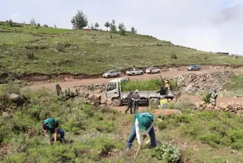 Con el propósito de fortalecer la conservación y sostenibilidad de los bosques en el distrito de Huambo, provincia de Caylloma, en la región Arequipa, se realizó la plantación de 5,000 árboles de pino a cargo del Servicio Nacional Forestal y de Fauna Silvestre (Serfor) del Ministerio de Desarrollo Agrario y Riego