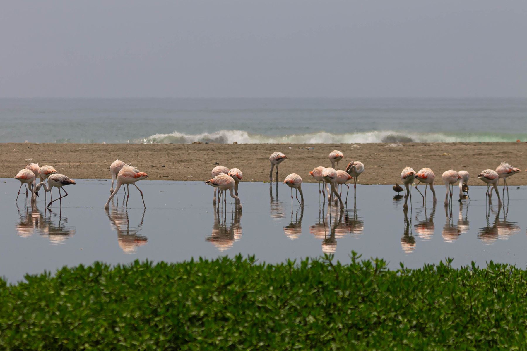 Más de 50 especies de aves se encontraron en humedal artificial de la costa peruana