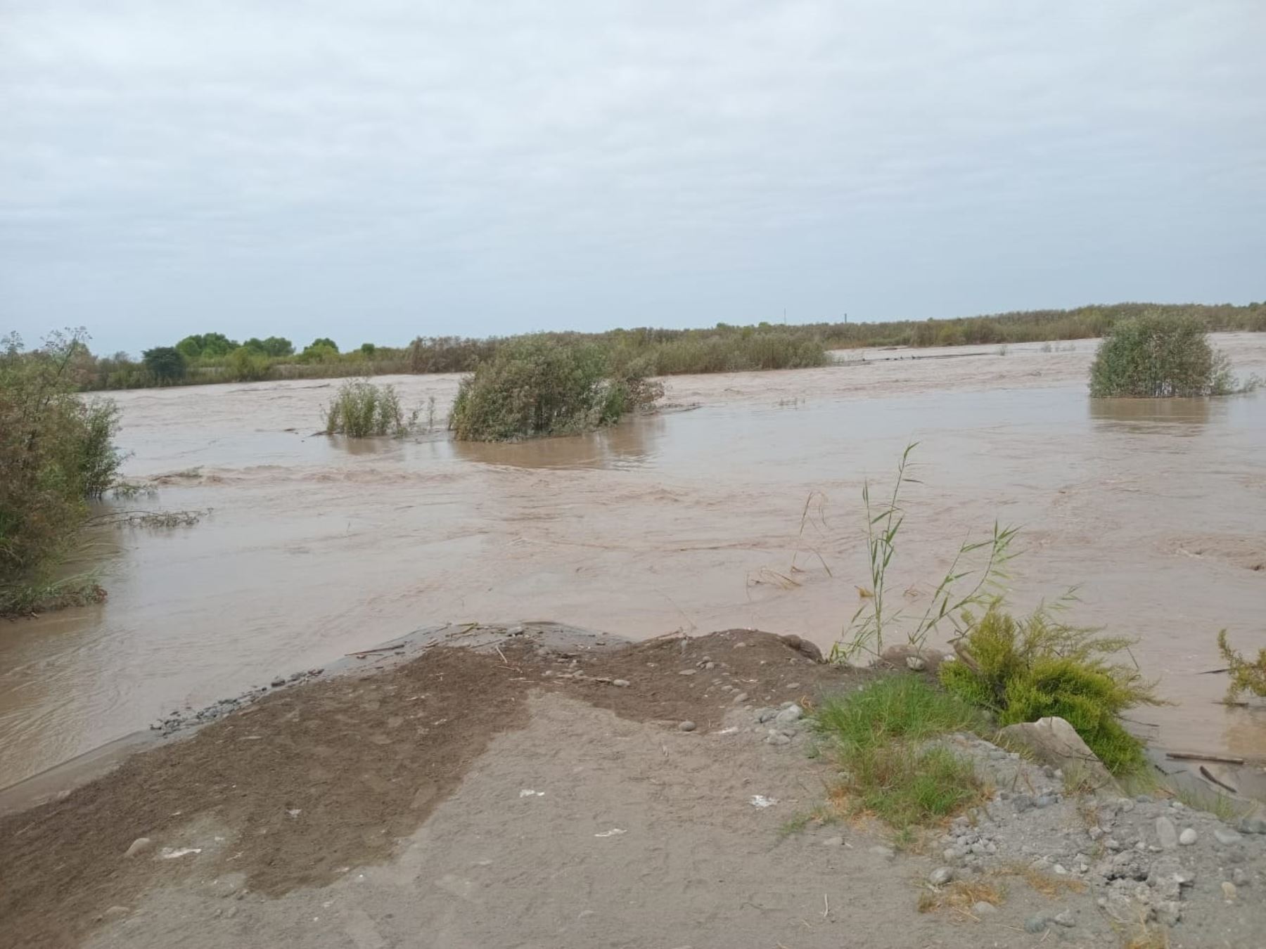 Más de 20 hectáreas de cultivos de arroz fueron afectadas en la provincia de Camaná a consecuencia del desborde del río Ocoña que incrementó su caudal a causa de las lluvias intensas que se registran en Arequipa.