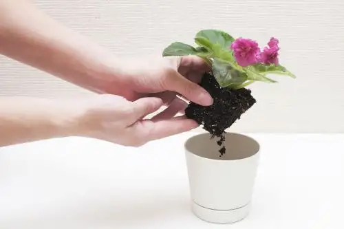 Planta con flor. Foto: EFE