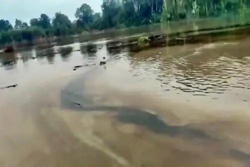 Supervisión iniciada por el OEFA permitirá determinar con precisión la causa de la emergencia ambiental, la responsabilidad de los hechos y el impacto ambiental generado.