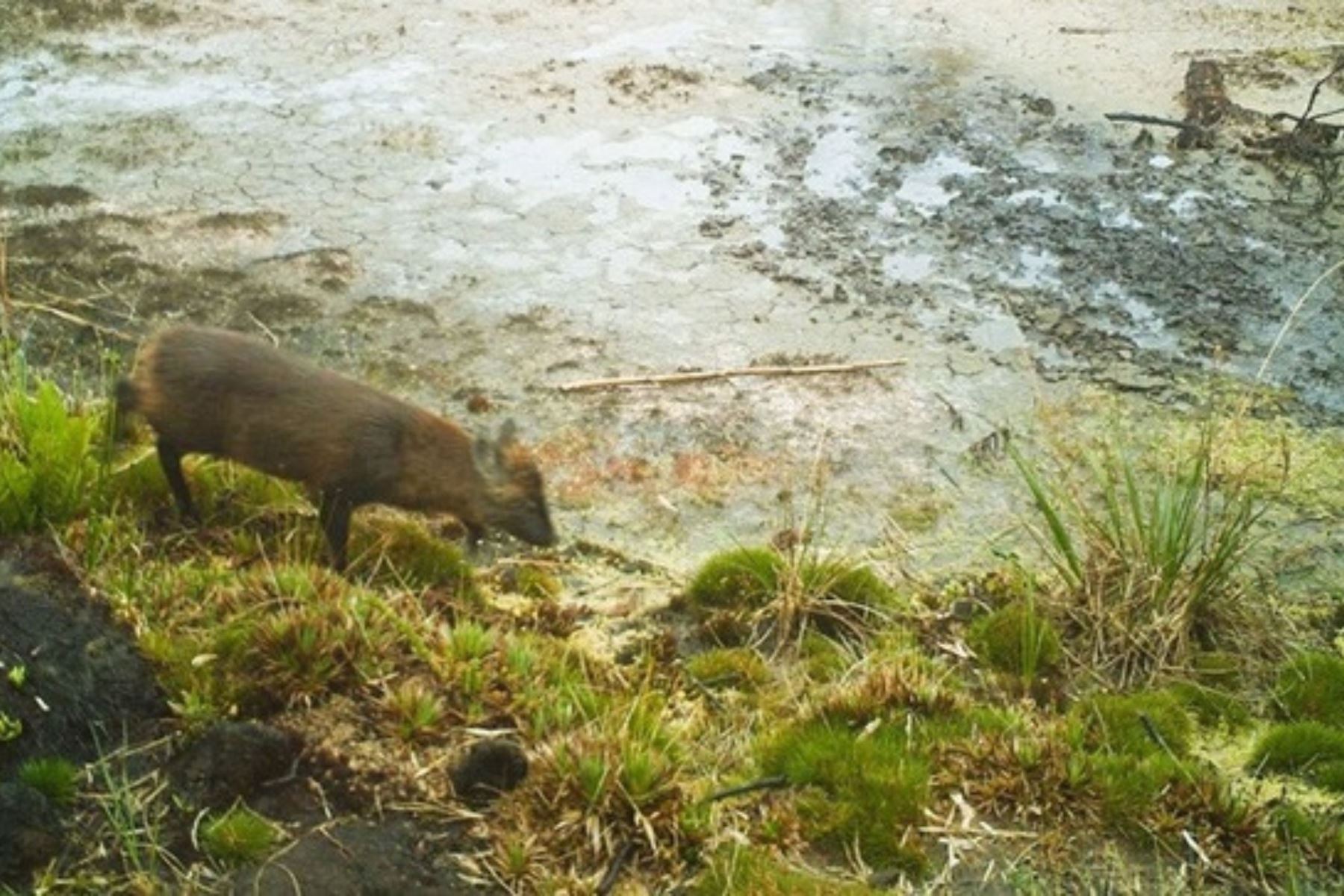 Pudella carlae: nueva especie que reafirma la amplia diversidad que comprende el Perú