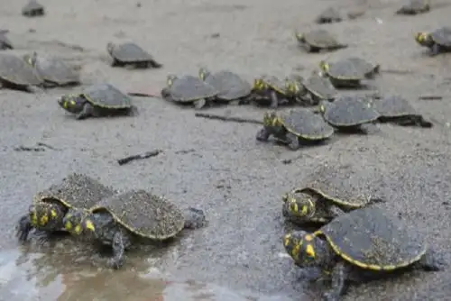Tortugas taricayas son parte de la fauna amazónica. Foto: ANDINA/Difusión