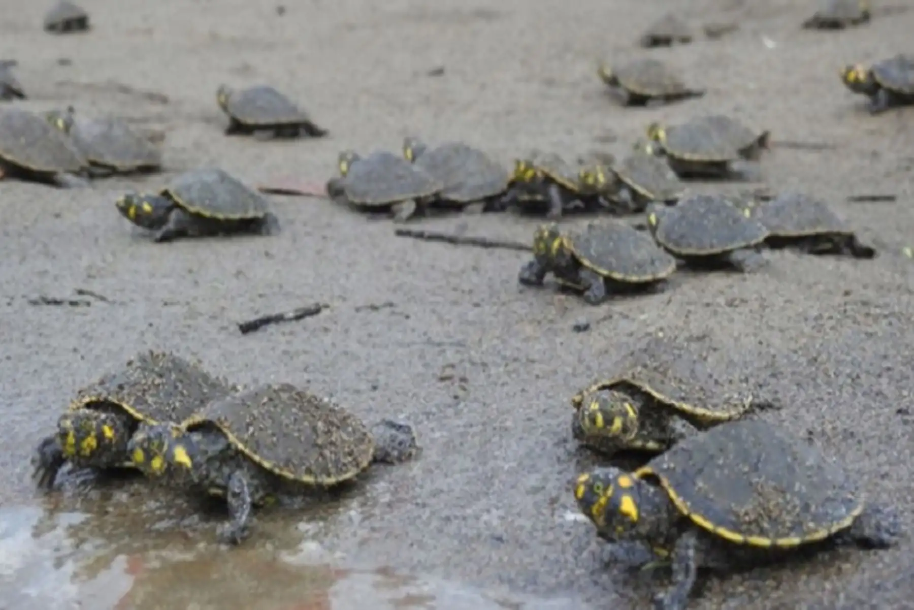Tortugas taricayas son parte de la fauna amazónica. Foto: ANDINA/Difusión