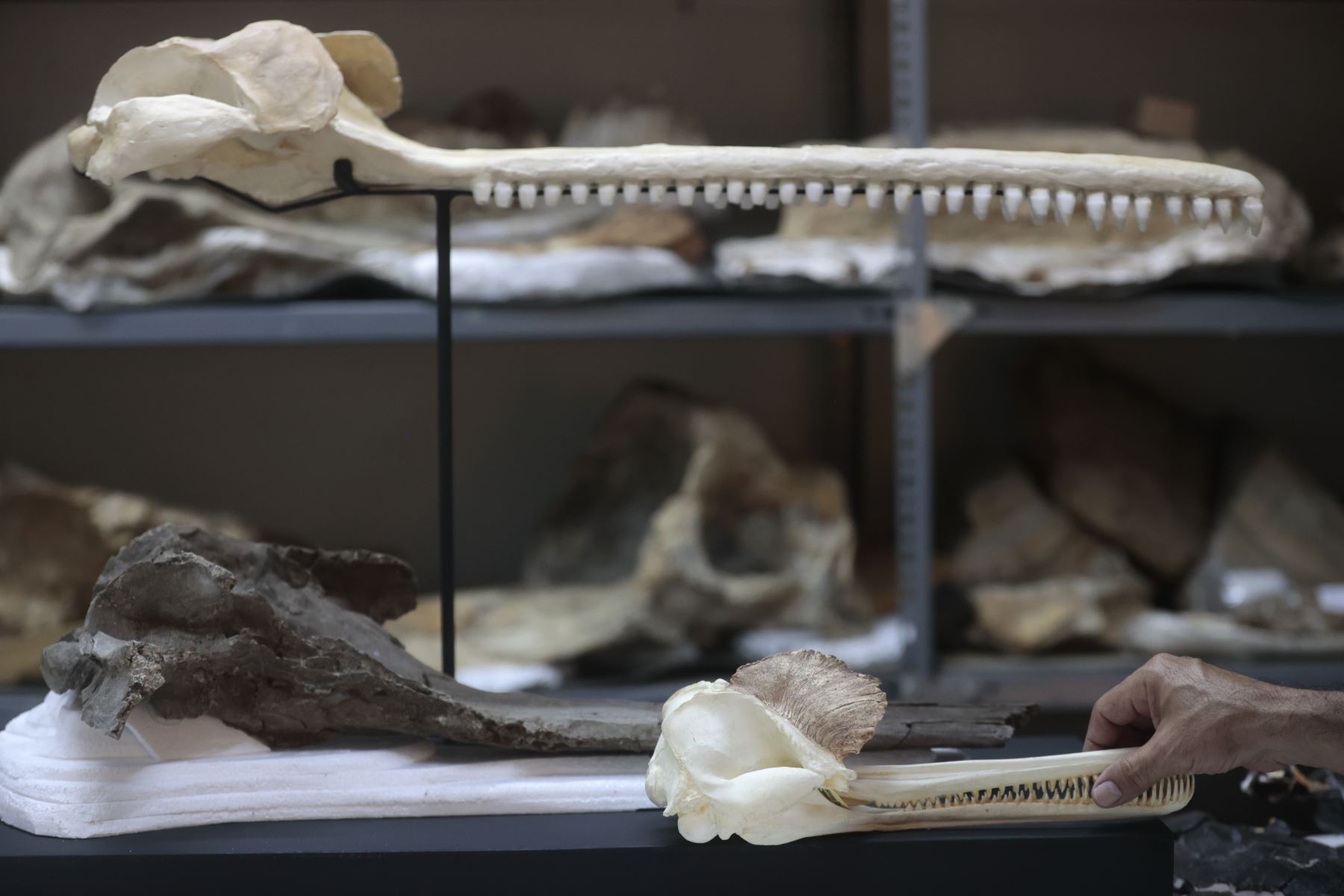 El fósil de “Pebanista yacuruna”, que se exhibe desde hoy en el Museo de Historia Natural de Lima, fue mostrado en exclusiva para la Agencia Andina. Fósil de delfín Foto: ANDINA/Vidal Tarqui