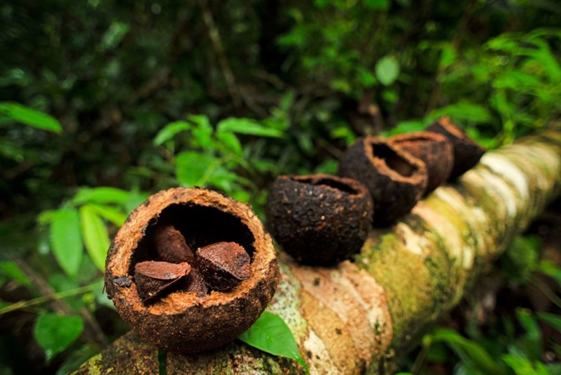 Más de 500,000 hectáreas de bosques de castaña serán protegidas de la deforestación gracias a un nuevo programa de conservación forestal ejecutado en la región Madre de Dios, gracias al apoyo de la empresa privada.