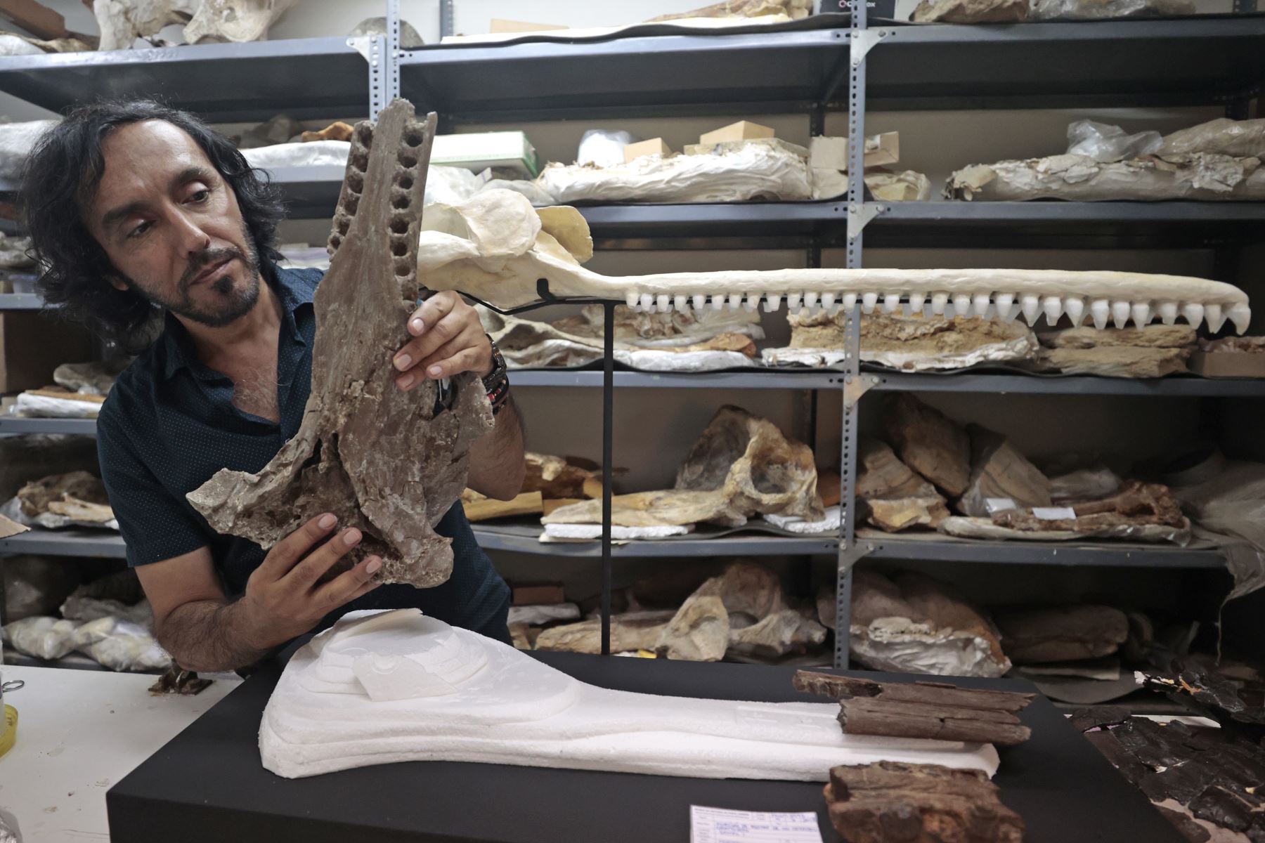 El fósil de “Pebanista yacuruna”, que se exhibe desde hoy en el Museo de Historia Natural de Lima, fue mostrado en exclusiva para la Agencia Andina. Fósil de delfín Foto: ANDINA/Vidal Tarqui