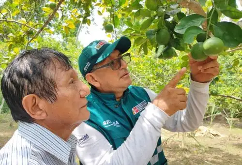 Para superar la agroexportación de más de 256,077 toneladas de cítricos alcanzado durante la última campaña agrícola, el Ministerio de Desarrollo Agrario y Riego, a través del Servicio Nacional de Sanidad Agraria (Senasa), oficializó el inicio de la campaña de exportación 2024, que se realizará principalmente en 6 regiones del país.