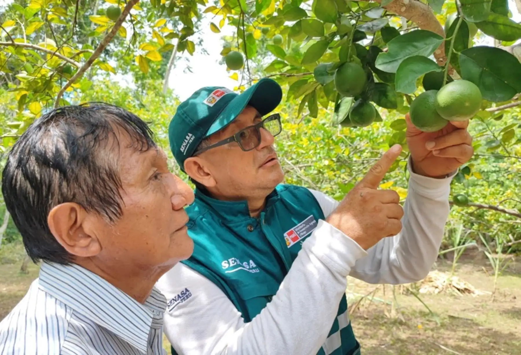 Para superar la agroexportación de más de 256,077 toneladas de cítricos alcanzado durante la última campaña agrícola, el Ministerio de Desarrollo Agrario y Riego, a través del Servicio Nacional de Sanidad Agraria (Senasa), oficializó el inicio de la campaña de exportación 2024, que se realizará principalmente en 6 regiones del país.