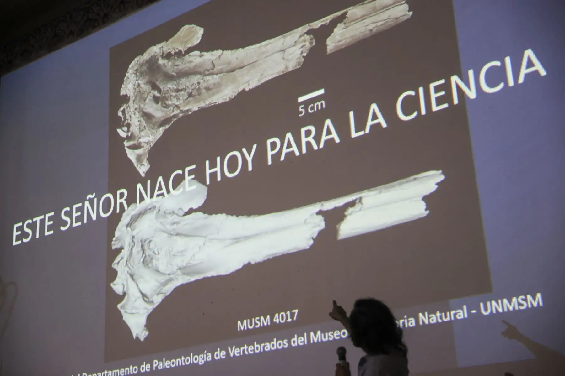 El delfín fósil bautizado como "Pebanista yacuruna" fue descubierto durante la expedición Río Napo 2018, liderada por el paleontólogo peruano Rodolfo  Salas-Gismondi. Foto: ANDINA/Jhonel Rodríguez Robles