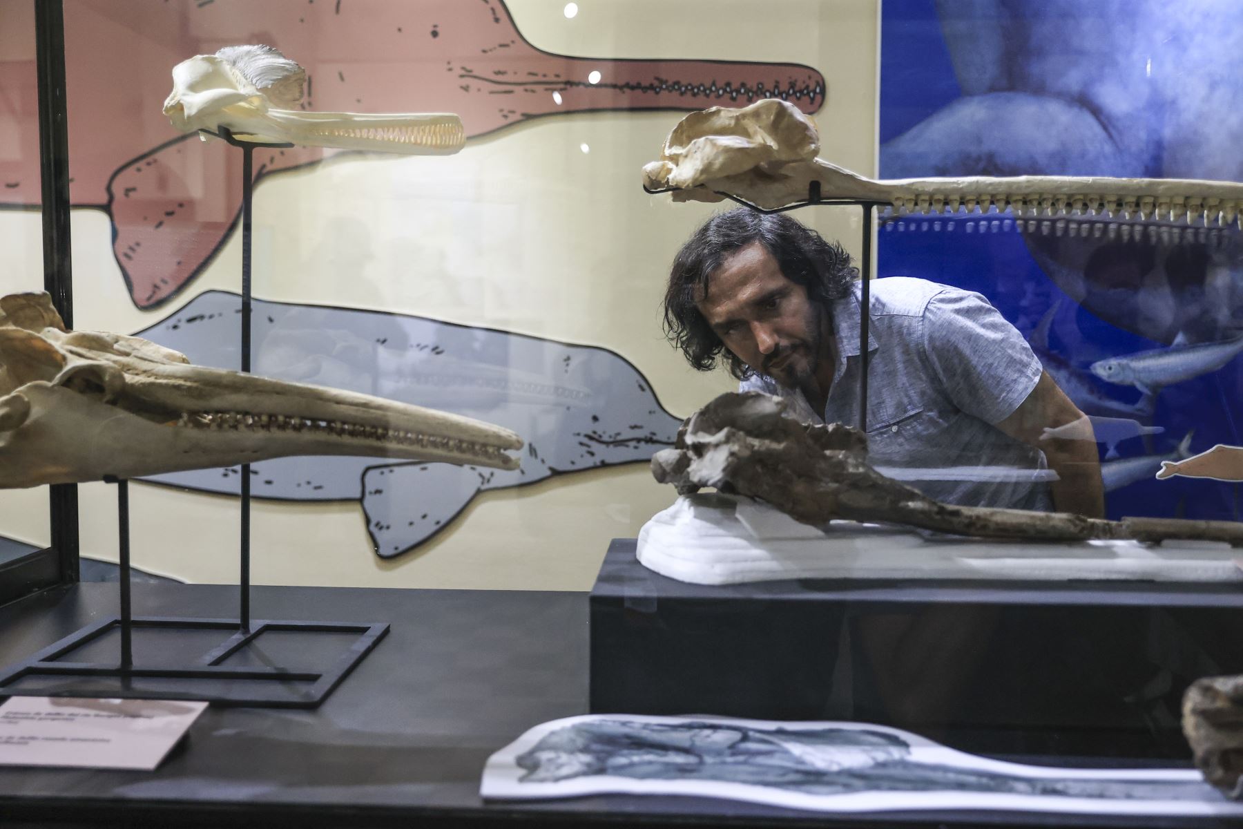 El delfín fósil bautizado como "Pebanista yacuruna" fue descubierto durante la expedición Río Napo 2018, liderada por el paleontólogo peruano Rodolfo  Salas-Gismondi. Foto: ANDINA/Jhonel Rodríguez Robles