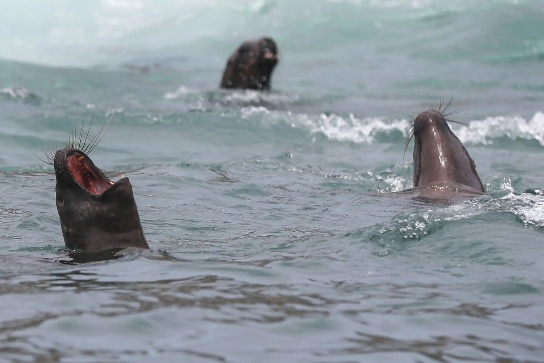 Fotografía de un grupo de lobos marinos en la isla Palomino, cerca a las costas de Lima (Perú). A menos de una hora en bote de Lima descansan un conjunto de islas en las que habitan miles de lobos marinos, pingüinos y una gran variedad de aves que se han convertido en el primer destino peruano sostenible en obtener el premio ITB Earth Award 2024, otorgado en Alemania por una de las ferias turísticas más importantes del mundo. Foto: EFE