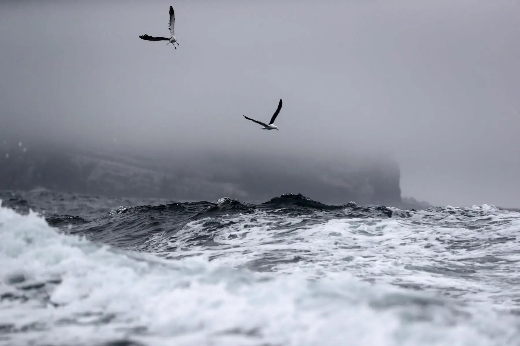Fotografía de unas gaviotas durante en el recorrido hacia las islas Cavinzas e islotes Palomino, cerca a las costas de Lima (Perú). A menos de una hora en bote de Lima descansan un conjunto de islas en las que habitan miles de lobos marinos, pingüinos y una gran variedad de aves que se han convertido en el primer destino peruano sostenible en obtener el premio ITB Earth Award 2024, otorgado en Alemania por una de las ferias turísticas más importantes del mundo. Foto: EFE