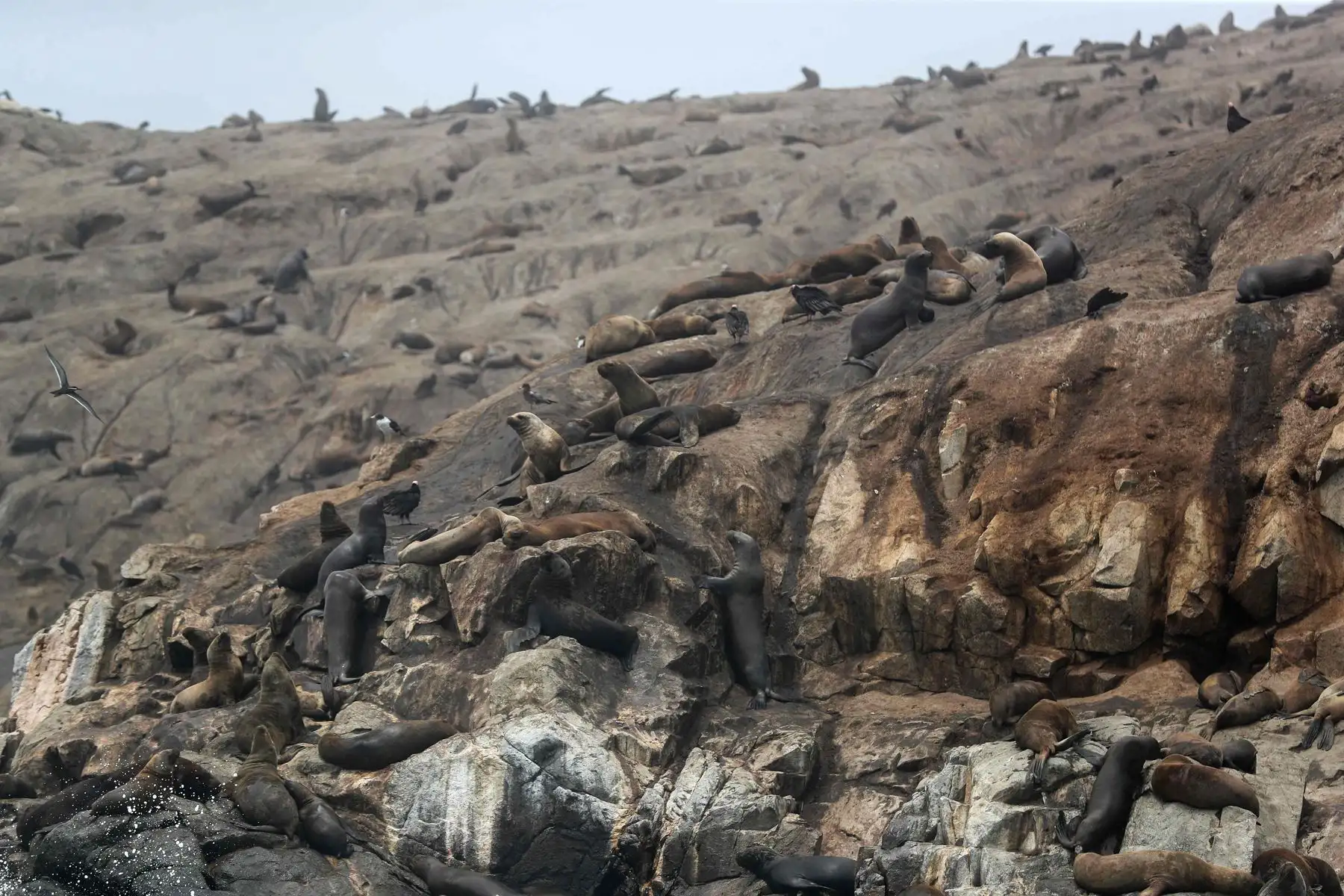 Fotografía de un grupo de lobos marinos en la isla Palomino, cerca a las costas de Lima (Perú). A menos de una hora en bote de Lima descansan un conjunto de islas en las que habitan miles de lobos marinos, pingüinos y una gran variedad de aves que se han convertido en el primer destino peruano sostenible en obtener el premio ITB Earth Award 2024, otorgado en Alemania por una de las ferias turísticas más importantes del mundo. Foto: EFE