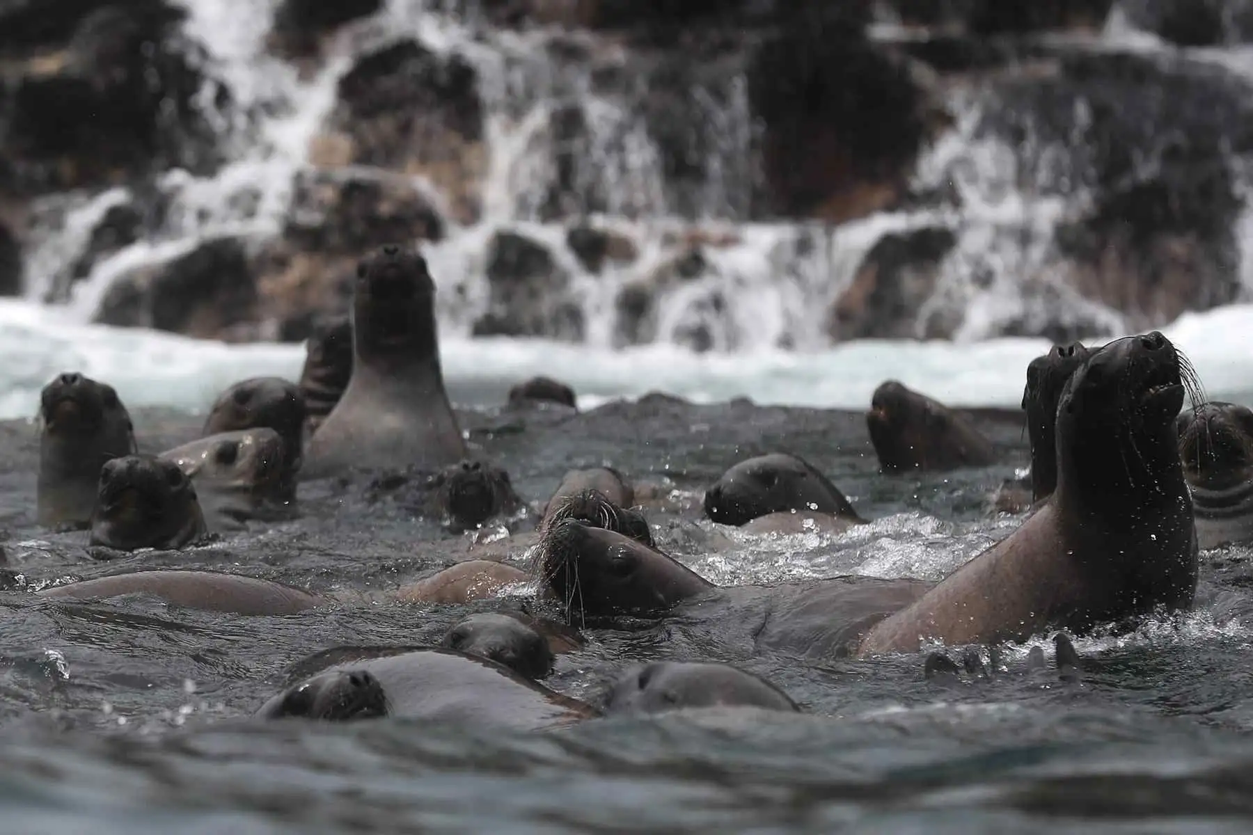 Fotografía de un grupo de lobos marinos en la isla Palomino, cerca a las costas de Lima (Perú). A menos de una hora en bote de Lima descansan un conjunto de islas en las que habitan miles de lobos marinos, pingüinos y una gran variedad de aves que se han convertido en el primer destino peruano sostenible en obtener el premio ITB Earth Award 2024, otorgado en Alemania por una de las ferias turísticas más importantes del mundo. Foto: EFE