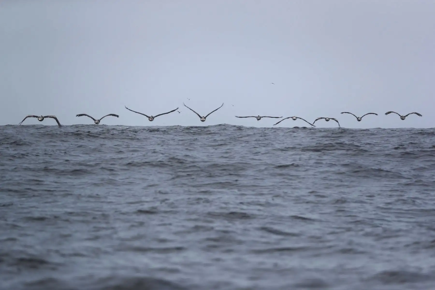 Un grupo de pelícanos durante un recorrido hacia las islas Cavinzas e islotes Palomino, cerca a las costas de Lima (Perú).A menos de una hora en bote de Lima descansan un conjunto de islas en las que habitan miles de lobos marinos, pingüinos y una gran variedad de aves que se han convertido en el primer destino peruano sostenible en obtener el premio ITB Earth Award 2024, otorgado en Alemania por una de las ferias turísticas más importantes del mundo. Foto: EFE