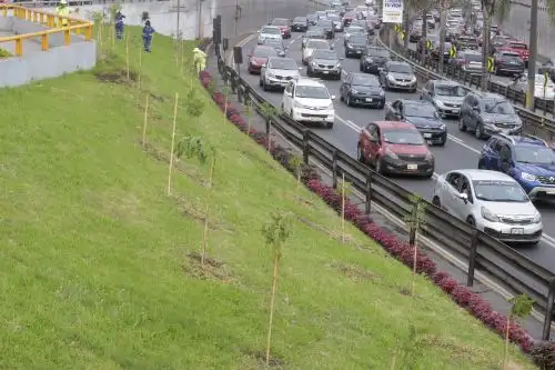 Vía Expresa Javier Prado luces más verde con la siembra de más de mil árboles. Foto: ANDINA/Vidal Tarqui