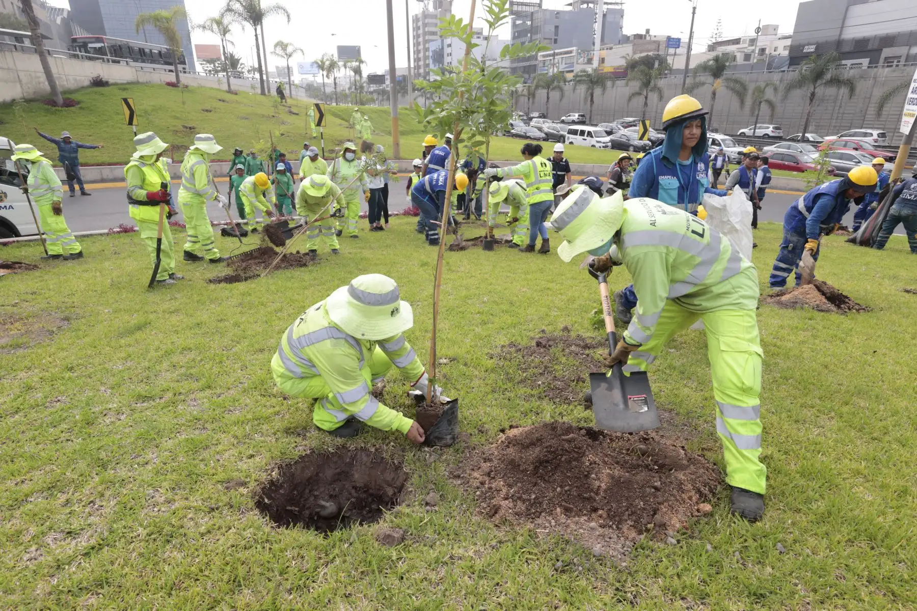 Con la participación del alcalde de San Borja, Marco Álvarez, Emape realizó una campaña de arborización en la vía Expresa Javier Prado. En tan solo 24 horas, 1000 árboles serán sembrados en esta importante arteria vial que mejorará positivamente a millones de limeños, buscando  mitigar la contaminación ambiental y recuperar el paisajismo de la ciudad.
Foto: ANDINA/Vidal Tarqui Con la participación del alcalde de San Borja, Marco Álvarez, Emape realizó una campaña de arborización en la vía Expresa Javier Prado. En tan solo 24 horas, 1000 árboles serán sembrados en esta importante arteria vial que mejorará positivamente a millones de limeños, buscando  mitigar la contaminación ambiental y recuperar el paisajismo de la ciudad.
Foto: ANDINA/Vidal Tarqui