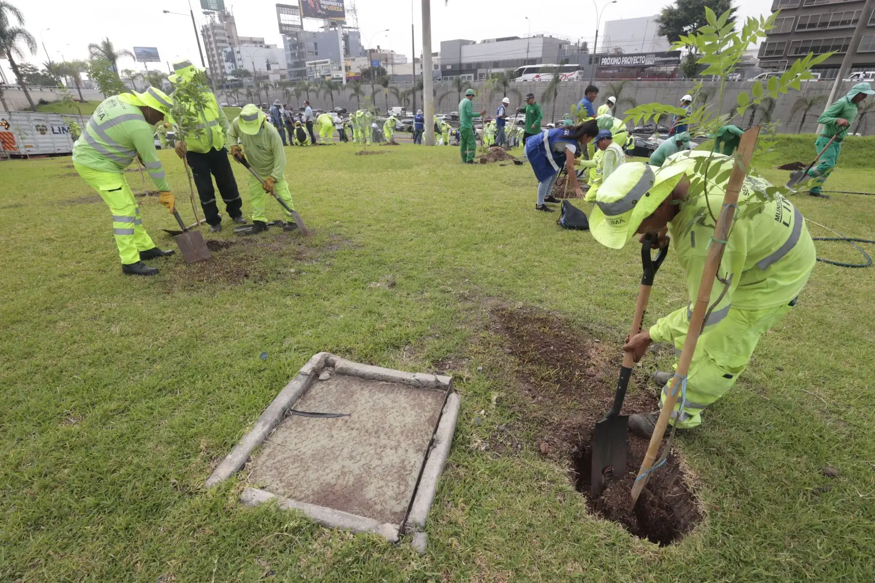 Con la participación del alcalde de San Borja, Marco Álvarez, Emape realizó una campaña de arborización en la vía Expresa Javier Prado. En tan solo 24 horas, 1000 árboles serán sembrados en esta importante arteria vial que mejorará positivamente a millones de limeños, buscando  mitigar la contaminación ambiental y recuperar el paisajismo de la ciudad.
Foto: ANDINA/Vidal Tarqui Con la participación del alcalde de San Borja, Marco Álvarez, Emape realizó una campaña de arborización en la vía Expresa Javier Prado. En tan solo 24 horas, 1000 árboles serán sembrados en esta importante arteria vial que mejorará positivamente a millones de limeños, buscando  mitigar la contaminación ambiental y recuperar el paisajismo de la ciudad.
Foto: ANDINA/Vidal Tarqui