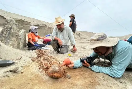 Después de 34 años de la primigenia excavación y estudio del sitio arqueológico Puémape, ubicado en el distrito de San Pedro de Lloc, en la región La Libertad, investigadores del Programa Arqueológico Chicama han encontrado nuevas evidencias sobre el templo religioso erigido allí hace aproximadamente 3,000 años por la sociedad Cupisnique y sobre el cementerio que funcionó posteriormente en esa zona durante la ocupación de la también cultura preinca Salinar.