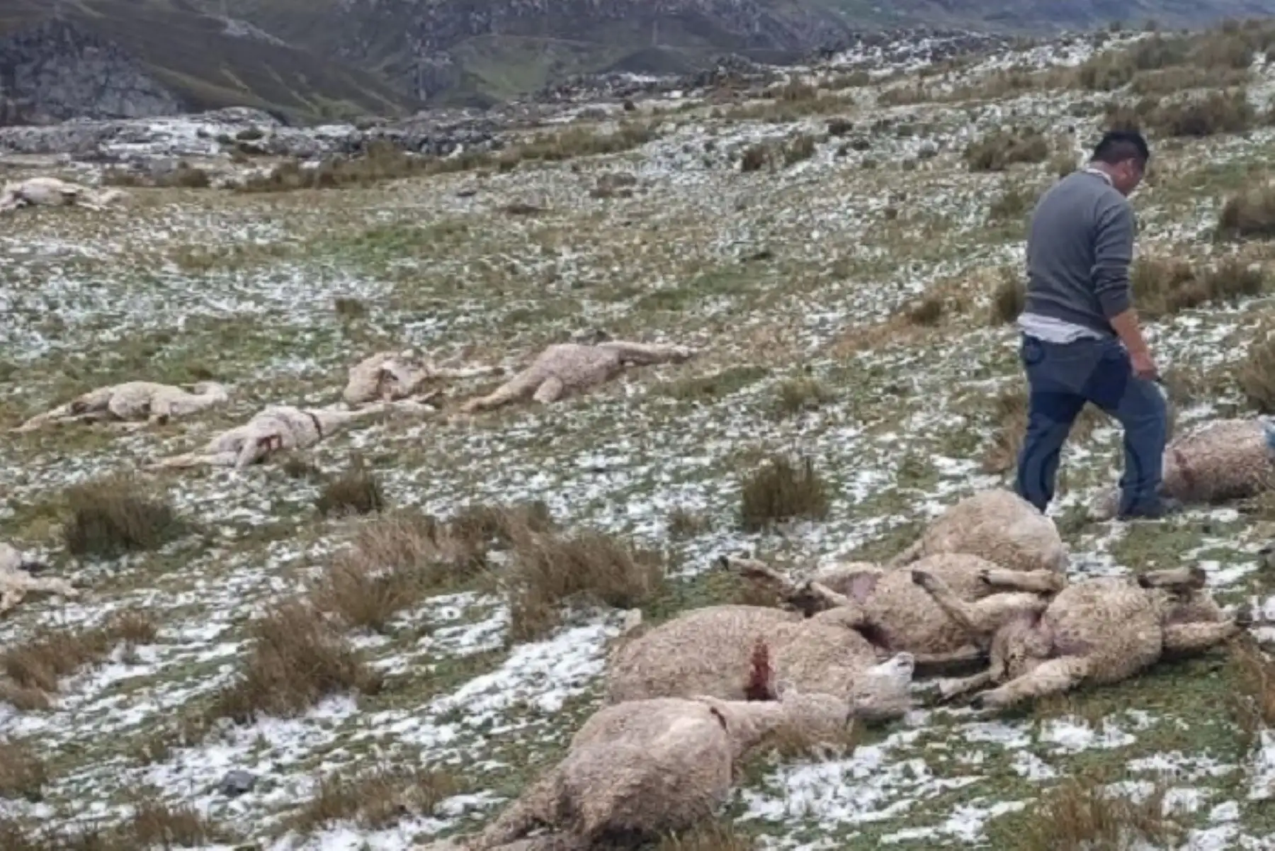 Los animales, que se encontraban en sus potreros, no pudieron resguardarse a tiempo de las descargas eléctricas, lo que provocó su lamentable fallecimiento.