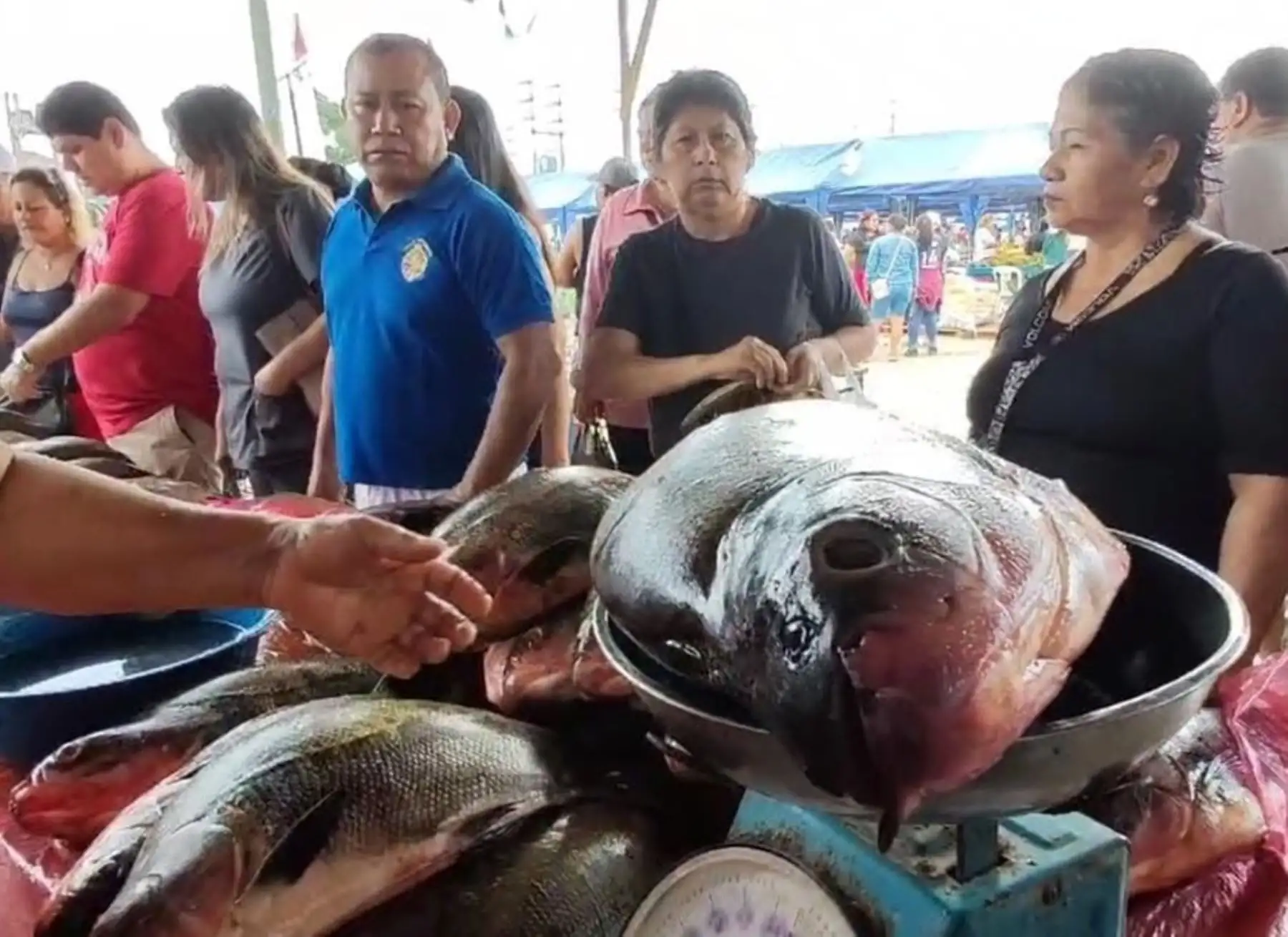 Peces amazónicos fue el producto más demandado en el tradicional mercado de Belén de la ciudad de Iquitos. Este producto es el principal insumo para la elaboración de platos tradicionales para la celebración de la Semana Santa en Loreto. ANDINA/Difusión