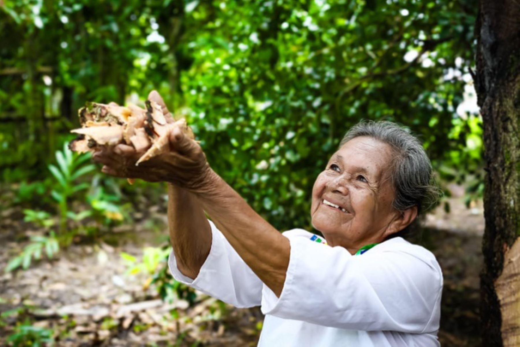 En su comunidad nativa, Manacamiri, región Loreto, Nelly Yahuarcani brinda todos sus conocimientos en el uso de hierbas, cortezas y resina de plantas selváticas para curar las dolencias y enfermedades de las personas de escasos recursos.