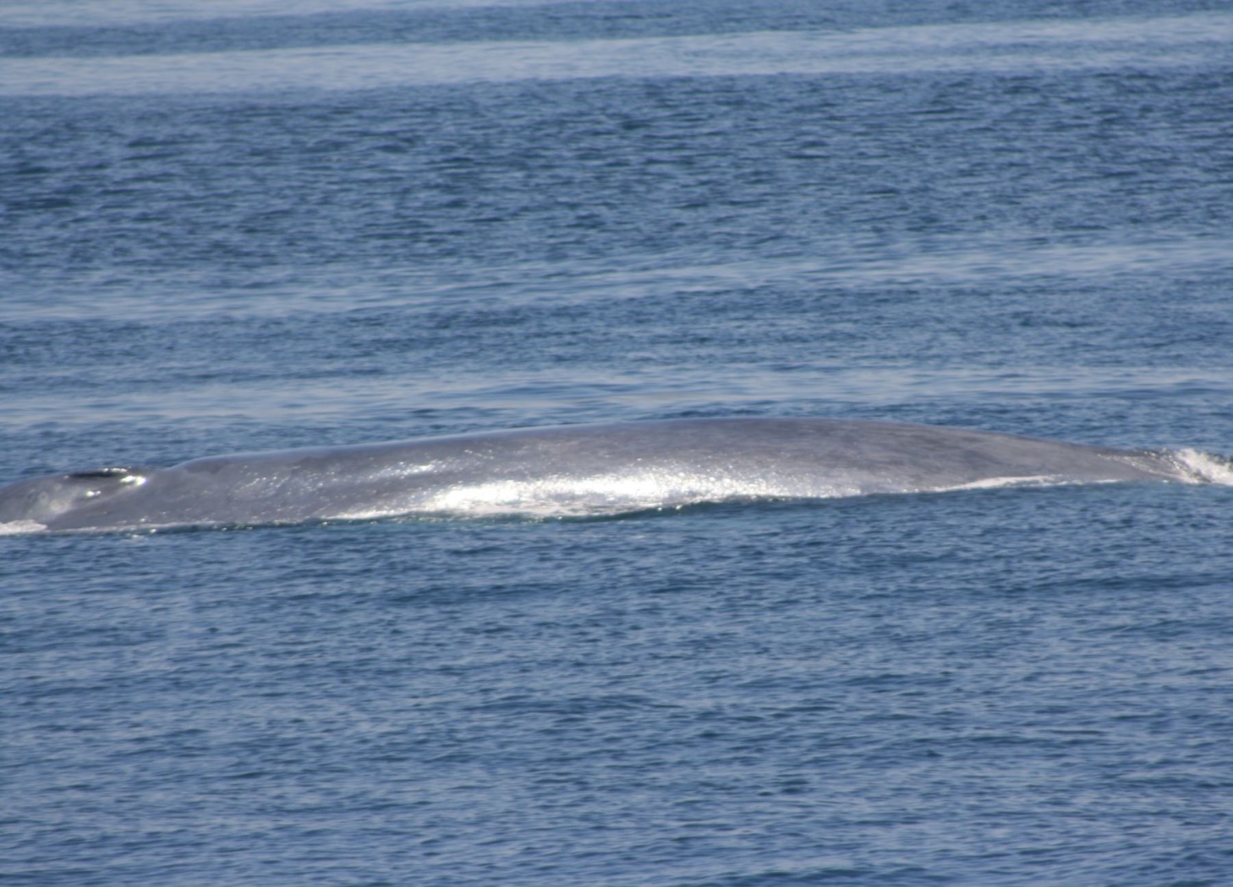El reciente avistamiento de una ballena azul en el mar de Tumbes impulsará el turismo sostenible en Punta Sal. Foto: Juan Pablo Testino