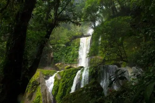 Generan proyectos destinados a reducir emisiones de carbono producto de deforestación