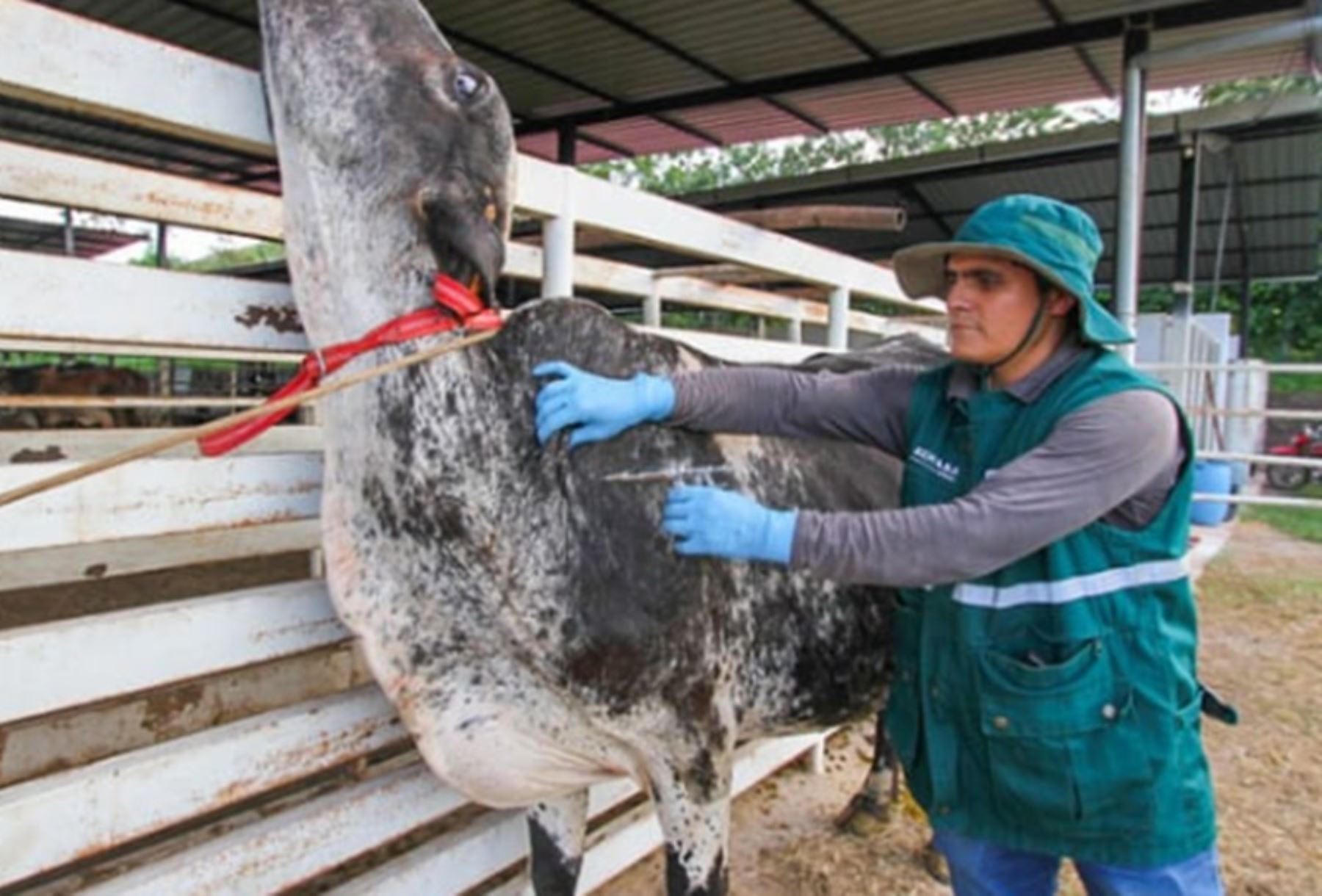 El Gobierno, a través del Ministerio de Desarrollo Agrario y Riego (Midagri) anunció que vacunará a 261,754 cabezas de ganado, en 16 regiones del país, para prevenir y controlar la aparición de casos de rabia en la ganadería familiar.