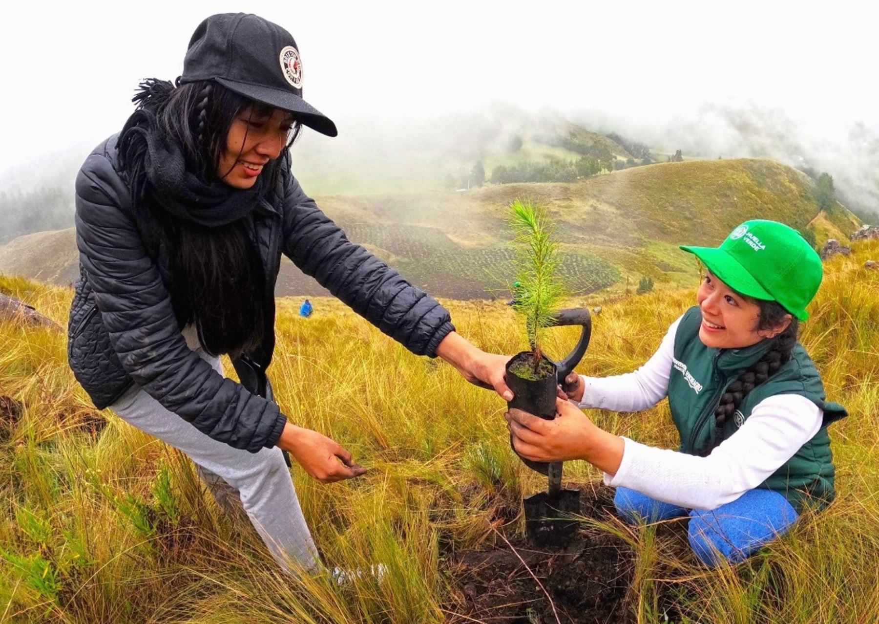 Una iniciativa público privada logró sembrar más de un millón de árboles de especies nativas en la región Cajamarca. ANDINA/Difusión