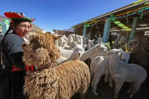 Construirán unos 3,000 cobertizos para proteger ganado del frío y heladas en 14 regiones